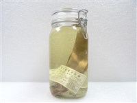 藏品(窩斑鰶)的圖片